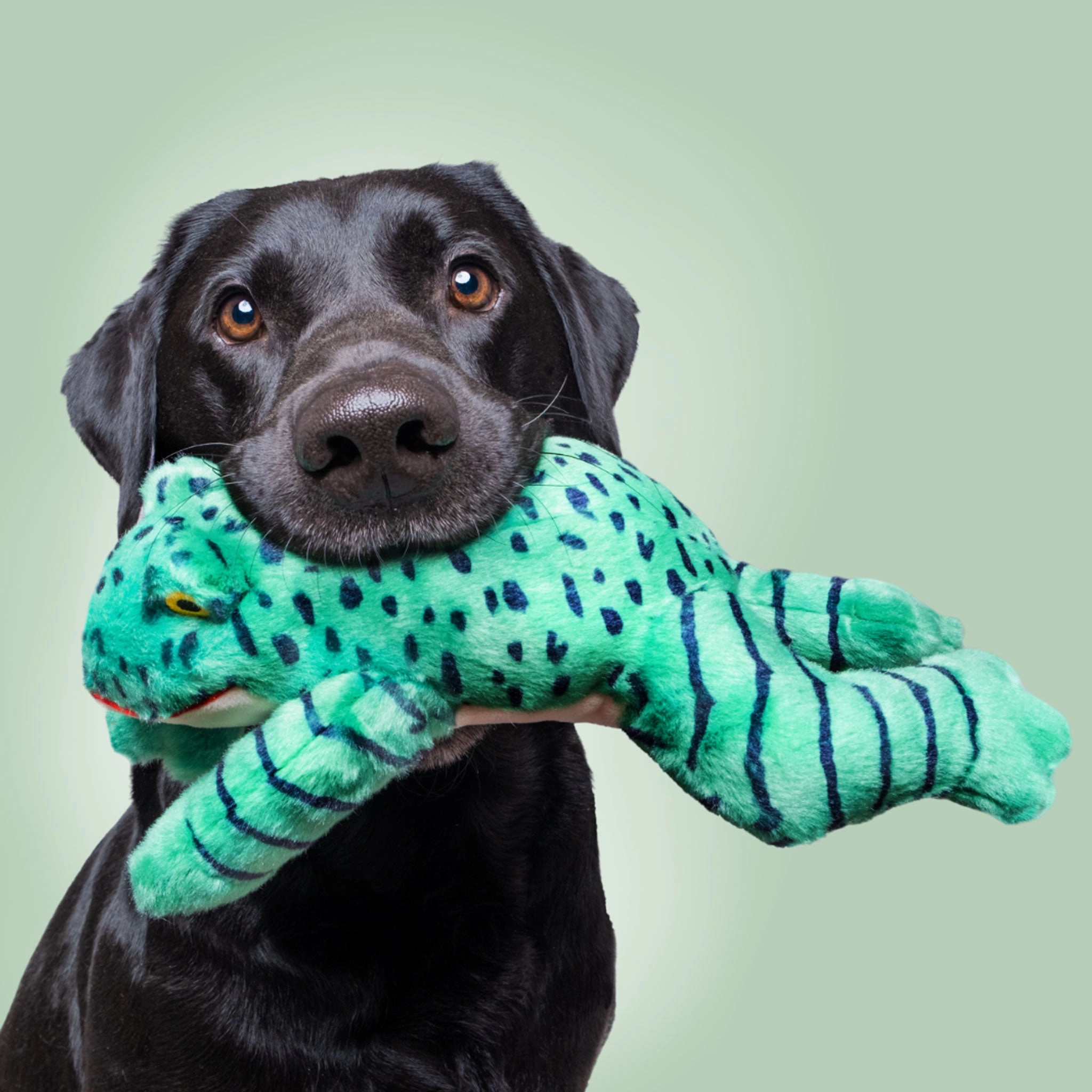 Fluff & Tuff Oliver Frog Dog Toy