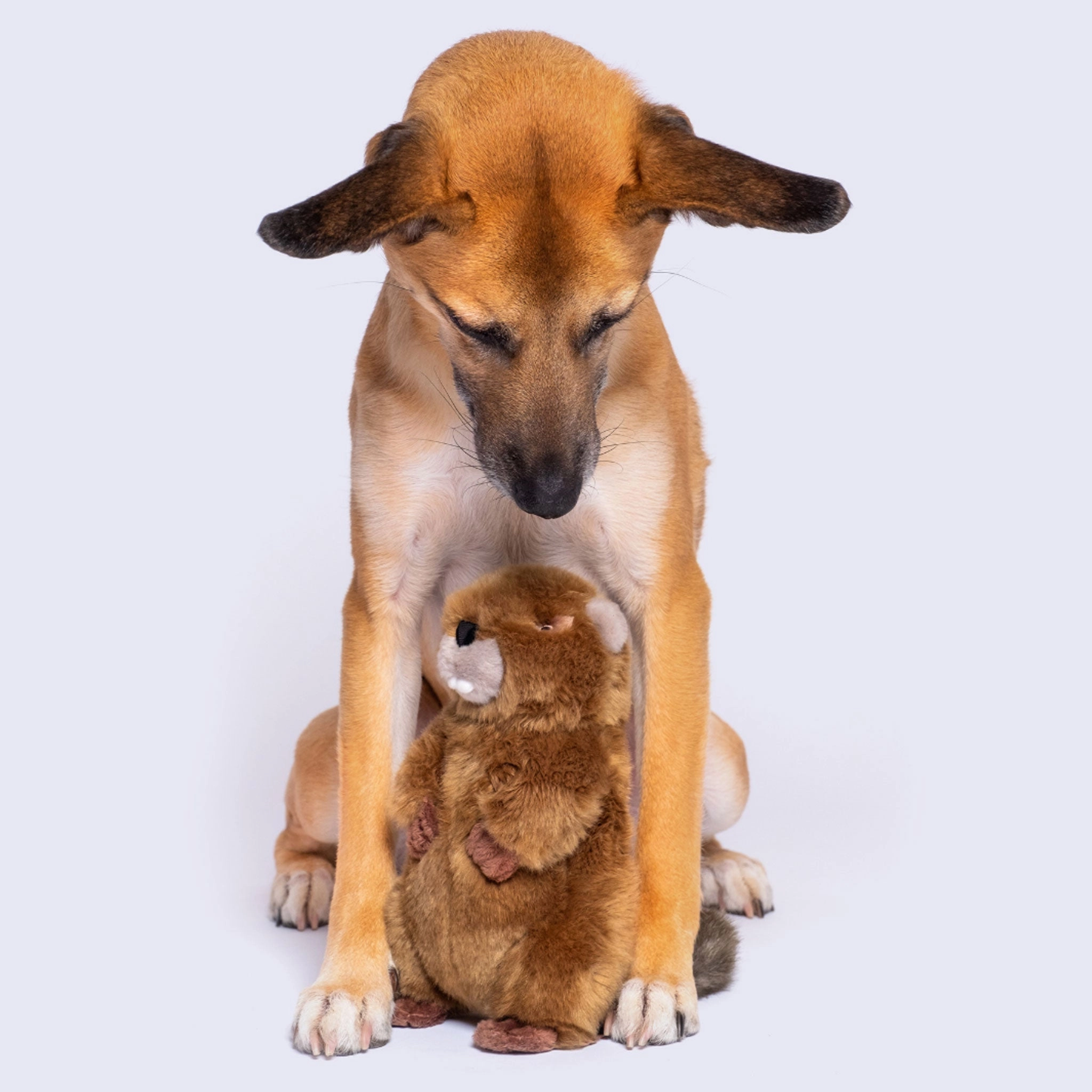 Fluff & Tuff Troy Beaver Dog Toy
